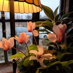 Flowers in the Window of Settlers Inn Restaurant