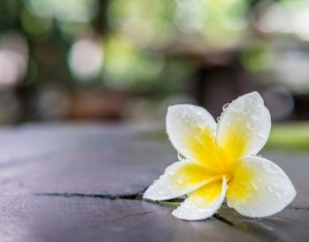 White plumeria flower with water drop
