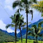 Maui plam trees with mountain background