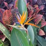 Maui plant