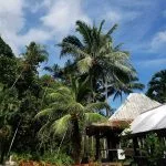 Palm trees in Maui