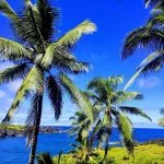 Palm trees over the ocean