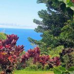 Plant life on Maui hillside