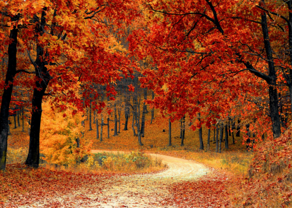 Fall Foliage